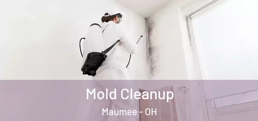 Mold Cleanup Maumee - OH
