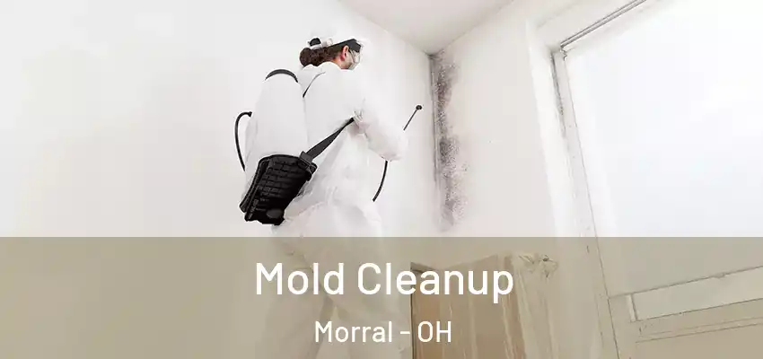  Mold Cleanup Morral - OH