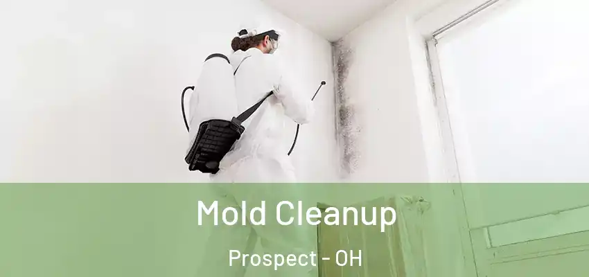  Mold Cleanup Prospect - OH