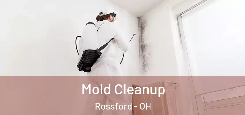  Mold Cleanup Rossford - OH