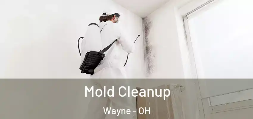 Mold Cleanup Wayne - OH