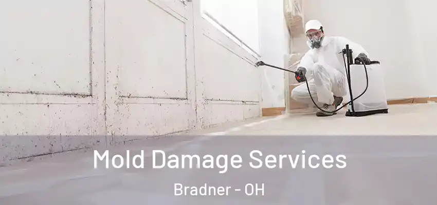  Mold Damage Services Bradner - OH