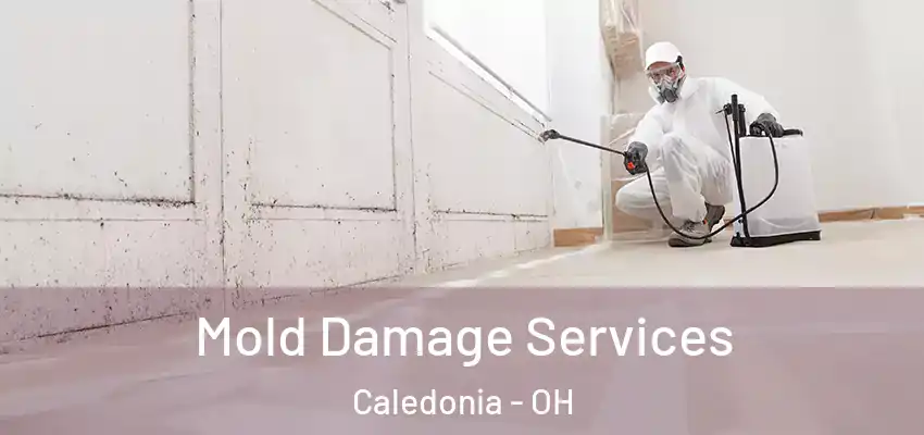  Mold Damage Services Caledonia - OH