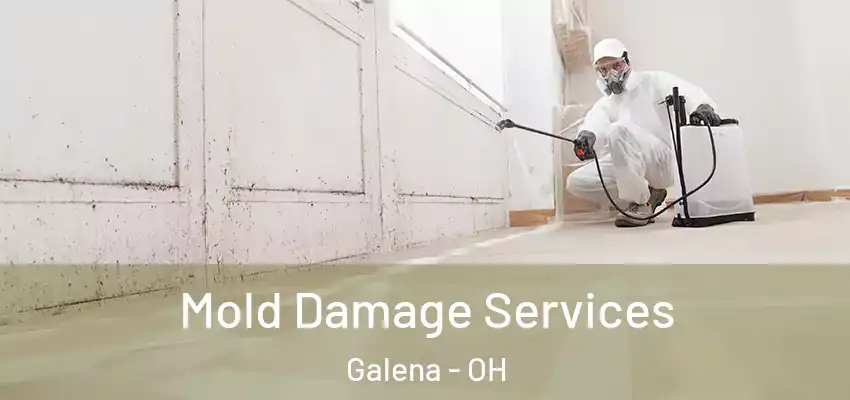  Mold Damage Services Galena - OH