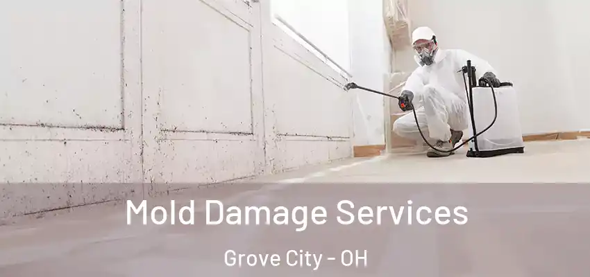  Mold Damage Services Grove City - OH