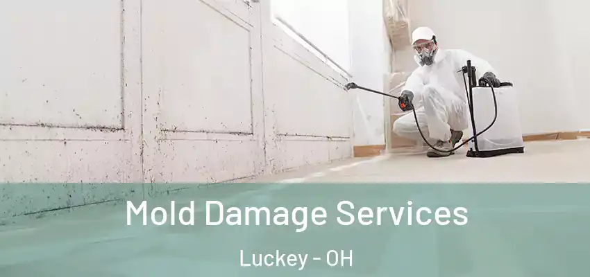  Mold Damage Services Luckey - OH