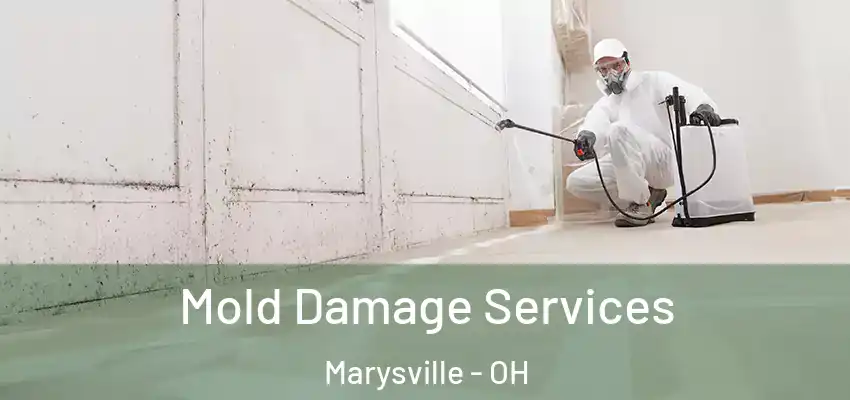  Mold Damage Services Marysville - OH