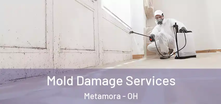  Mold Damage Services Metamora - OH