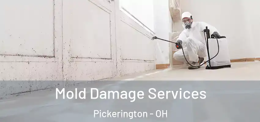 Mold Damage Services Pickerington - OH