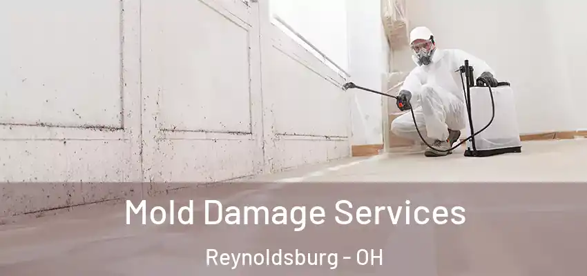  Mold Damage Services Reynoldsburg - OH