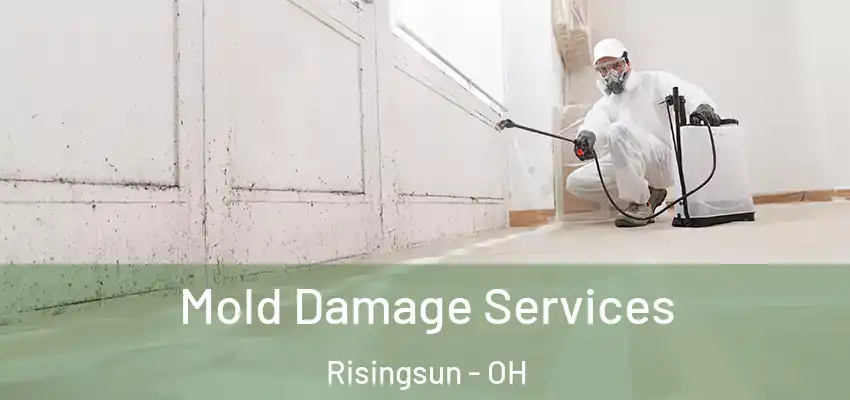 Mold Damage Services Risingsun - OH