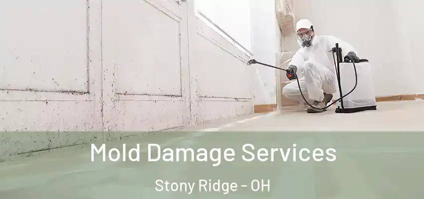 Mold Damage Services Stony Ridge - OH