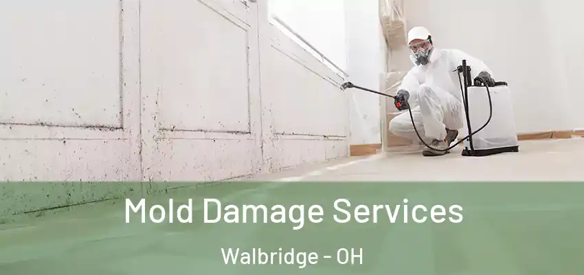  Mold Damage Services Walbridge - OH