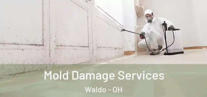  Mold Damage Services Waldo - OH