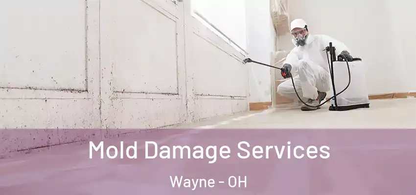  Mold Damage Services Wayne - OH