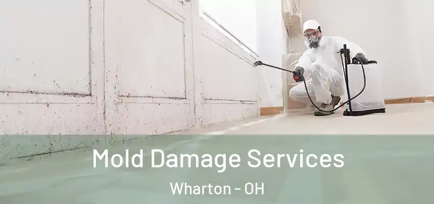  Mold Damage Services Wharton - OH