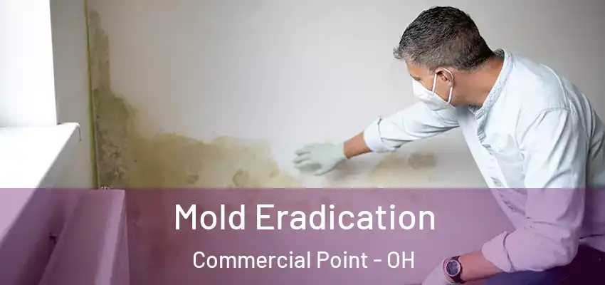  Mold Eradication Commercial Point - OH