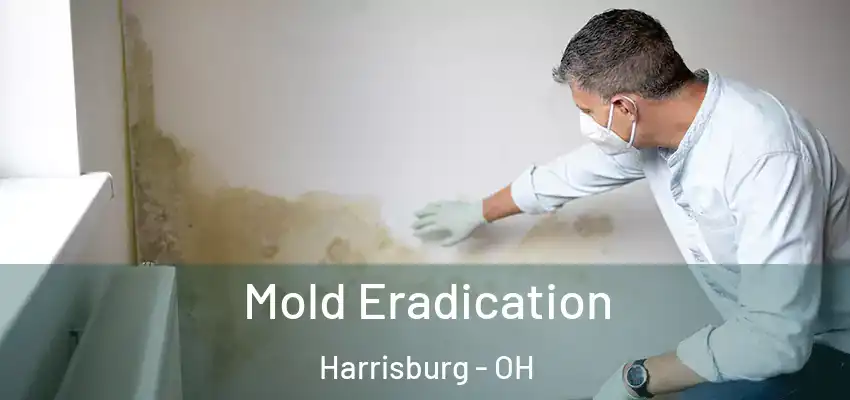  Mold Eradication Harrisburg - OH