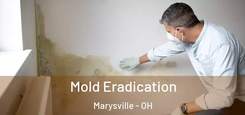  Mold Eradication Marysville - OH