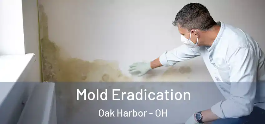 Mold Eradication Oak Harbor - OH