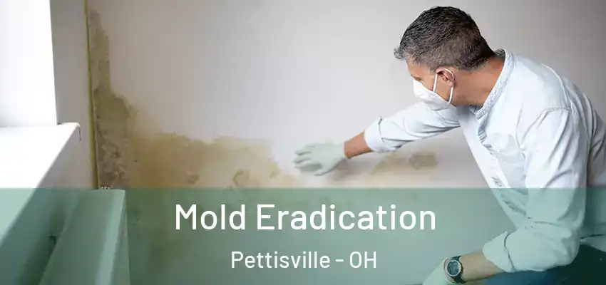  Mold Eradication Pettisville - OH