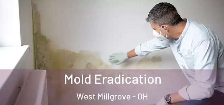 Mold Eradication West Millgrove - OH