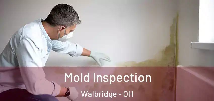 Mold Inspection Walbridge - OH
