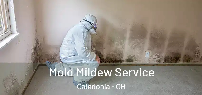 Mold Mildew Service Caledonia - OH