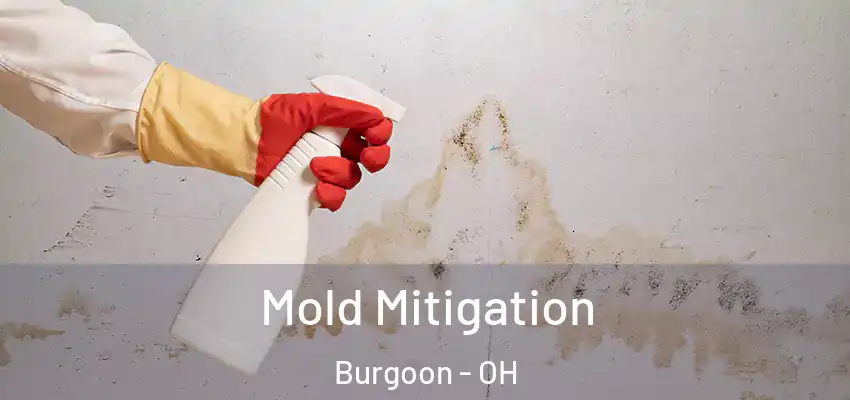  Mold Mitigation Burgoon - OH