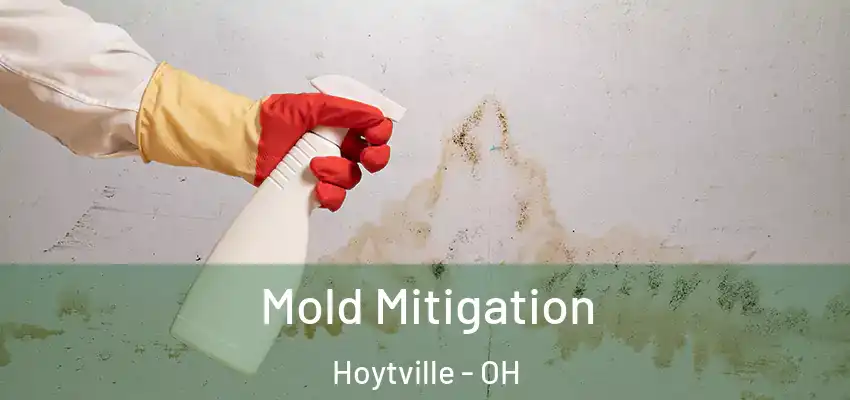 Mold Mitigation Hoytville - OH