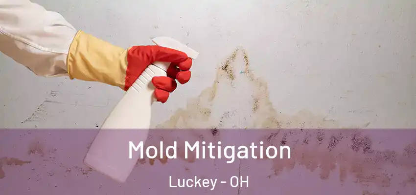  Mold Mitigation Luckey - OH