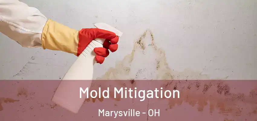  Mold Mitigation Marysville - OH