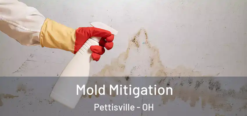 Mold Mitigation Pettisville - OH