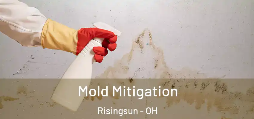 Mold Mitigation Risingsun - OH
