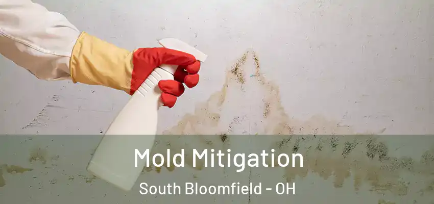  Mold Mitigation South Bloomfield - OH