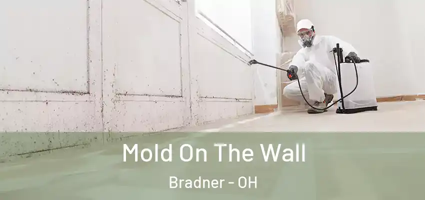 Mold On The Wall Bradner - OH