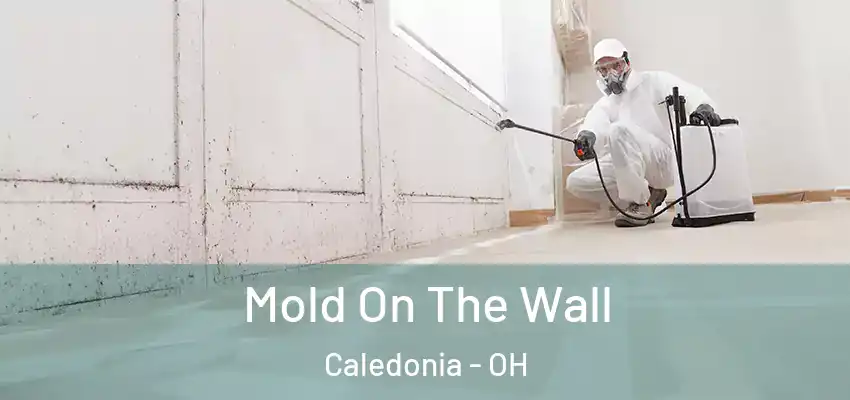  Mold On The Wall Caledonia - OH