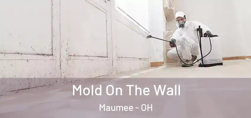 Mold On The Wall Maumee - OH