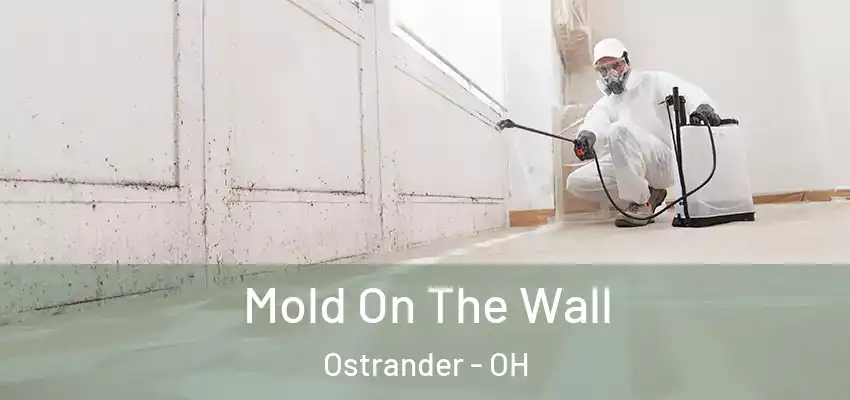 Mold On The Wall Ostrander - OH