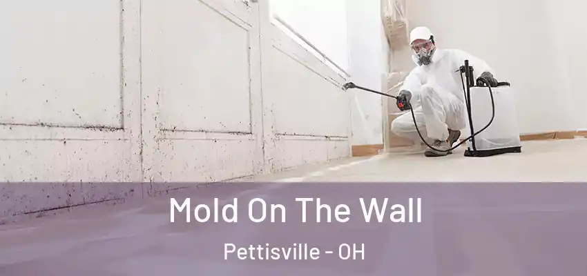 Mold On The Wall Pettisville - OH