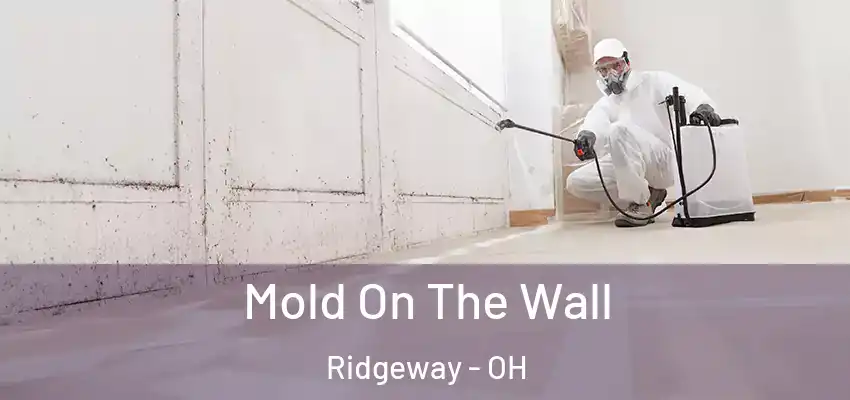 Mold On The Wall Ridgeway - OH