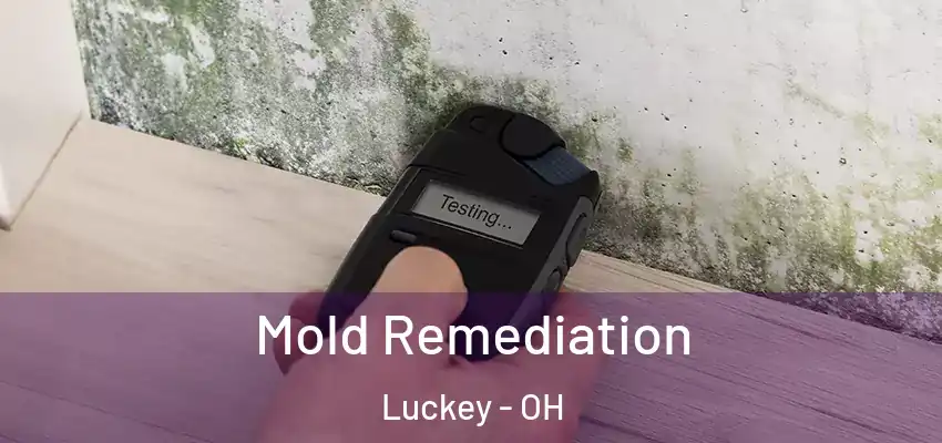 Mold Remediation Luckey - OH