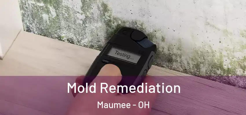 Mold Remediation Maumee - OH