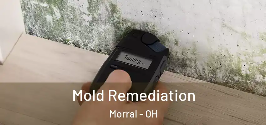  Mold Remediation Morral - OH