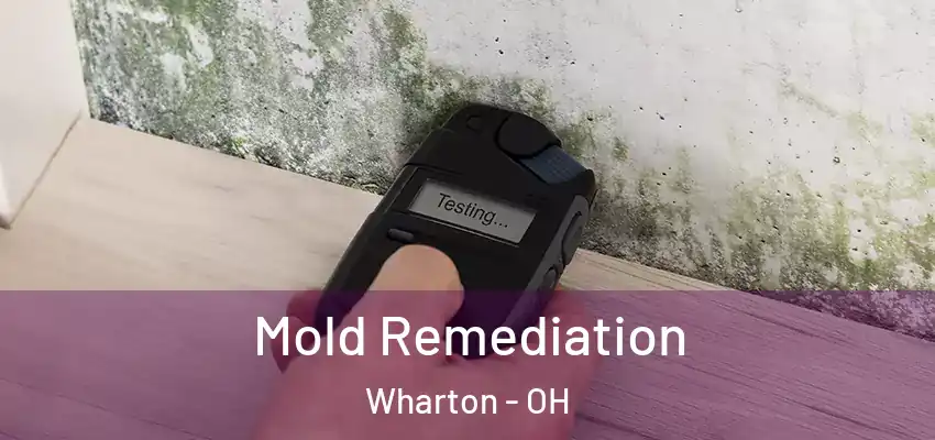  Mold Remediation Wharton - OH