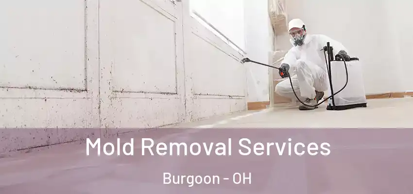 Mold Removal Services Burgoon - OH
