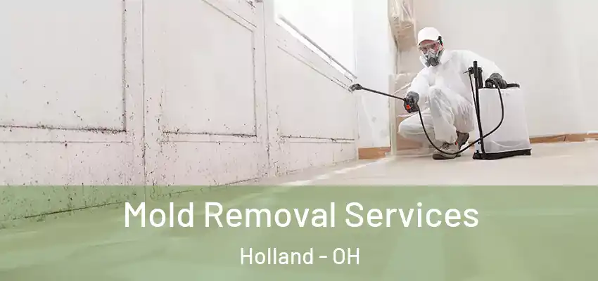 Mold Removal Services Holland - OH