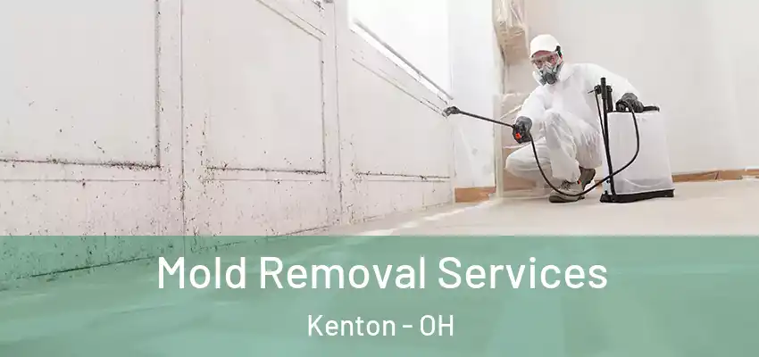  Mold Removal Services Kenton - OH