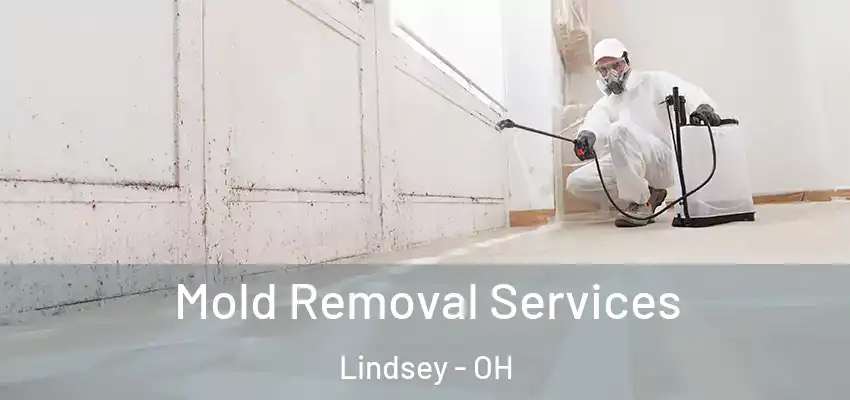  Mold Removal Services Lindsey - OH