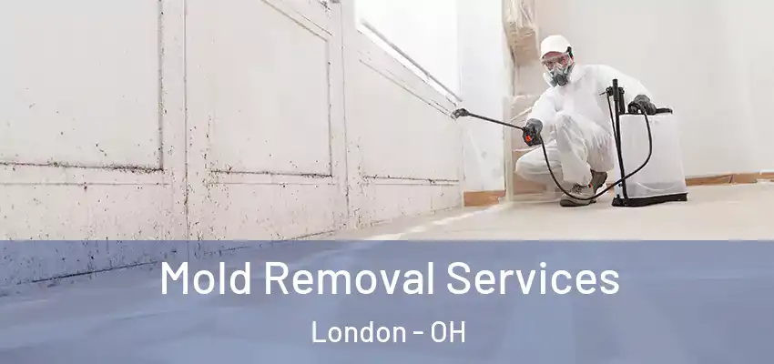  Mold Removal Services London - OH